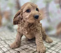 Sundog, a male Cockapoo for sale in Galena, MO – Photo 6 of 10