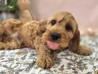 Sundog, a male Cockapoo for sale in Galena, MO – Photo 2 of 10