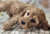 Sundog, a male Cockapoo for sale in Galena, MO – Photo 8 of 10