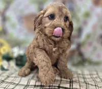 Sundog, a male Cockapoo for sale in Galena, MO – Photo 7 of 10