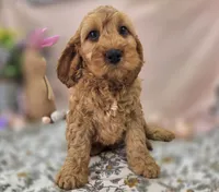 Sundog, a male Cockapoo for sale in Galena, MO – Photo 3 of 10