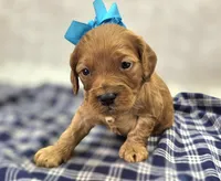 Sundog, a male Cockapoo for sale in Galena, MO – Photo 2 of 10