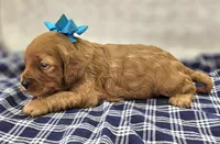 Sundog, a male Cockapoo for sale in Galena, MO – Photo 1 of 10