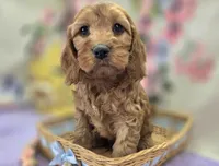 Sundog, a male Cockapoo for sale in Galena, MO – Photo 10 of 10