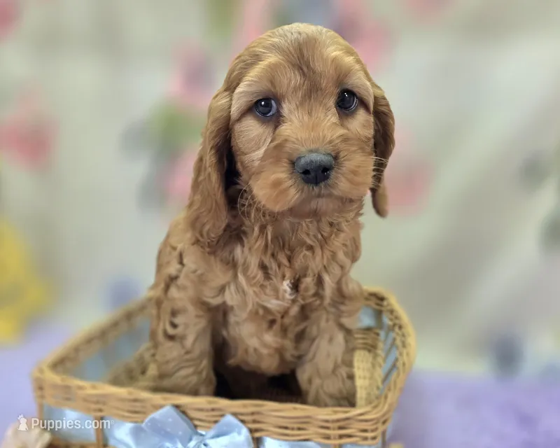 Sundog – Cockapoo puppy for sale in Galena, MO