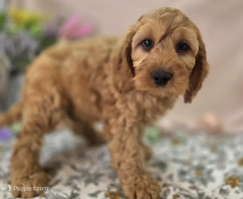Sundog – Cockapoo puppy for sale in Galena, MO