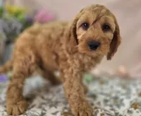Sundog, a male Cockapoo for sale in Galena, MO – Photo 1 of 10