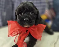 Twink, a female Cavapoo for sale in Galena, MO – 6 of 8