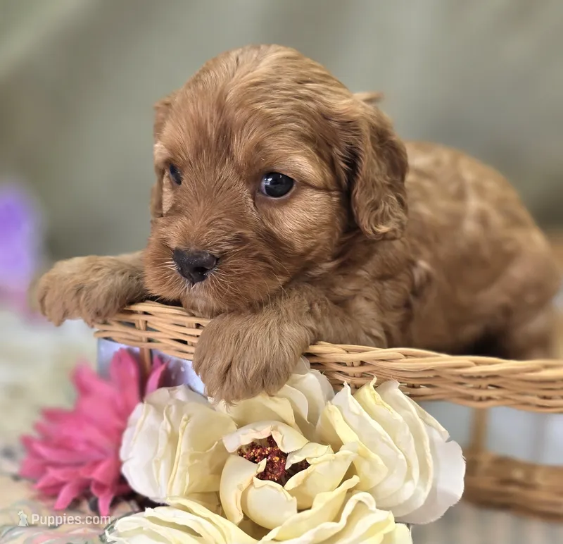 Sprout – Cockapoo puppy for sale in Galena, MO