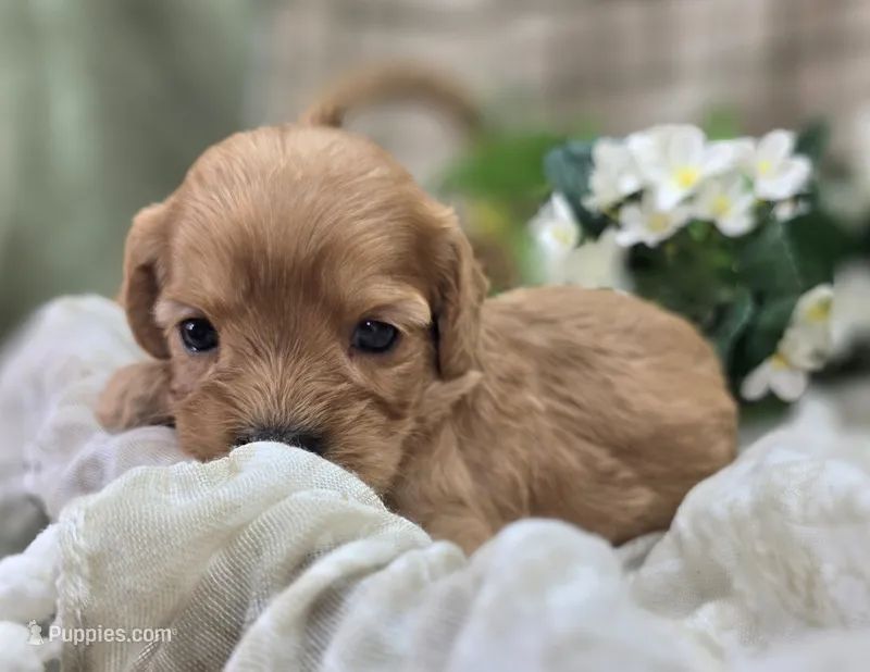 Beau – Cavapoo puppy for sale in Galena, MO