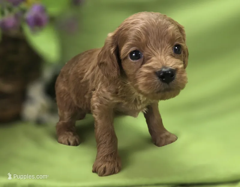 Grub – Cavapoo puppy for sale in Galena, MO
