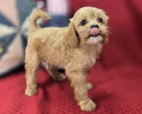 Miles, a male Cavapoo for sale in Galena, MO – 6 of 8