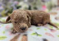 Nigel, a male Cockapoo for sale in Galena, MO – 3 of 5