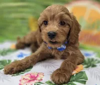 Grub, a male Cavapoo for sale in Galena, MO – 3 of 8