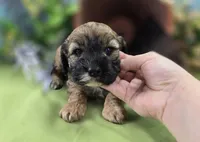 Magi Lune, a female Cockapoo for sale in Galena, MO – 2 of 6