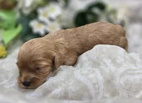 Lala Orange, a female Cavapoo for sale in Galena, MO – 5 of 5