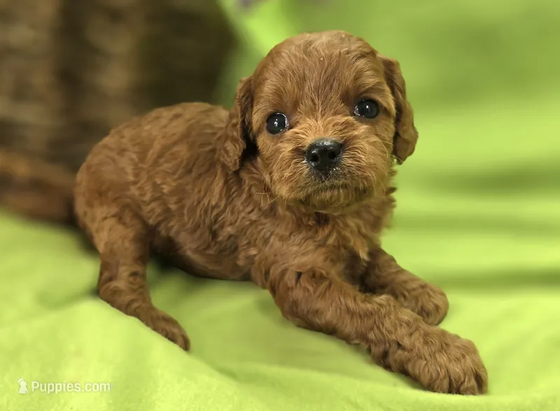 Katydid – Cavapoo puppy for sale in Galena, MO