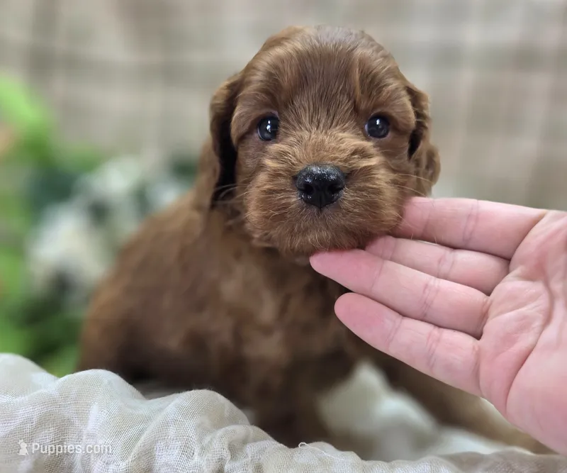 Milan – Cockapoo puppy for sale in Galena, MO