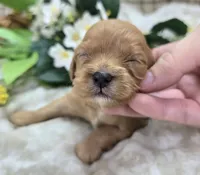 Lala Orange, a female Cavapoo for sale in Galena, MO – 4 of 5