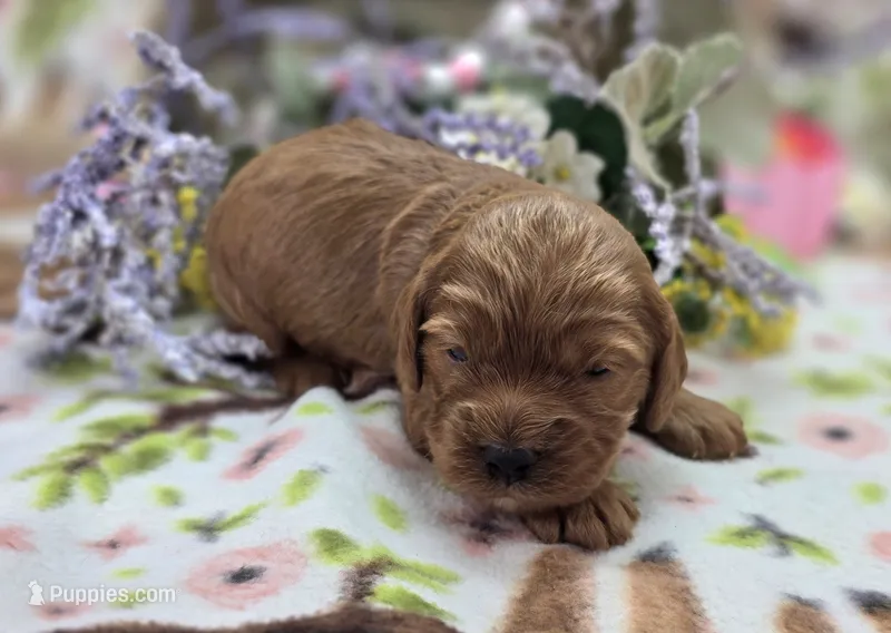 Daffodil – Cockapoo puppy for sale in Galena, MO