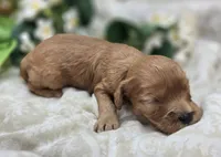 Indigo, a male Cavapoo for sale in Galena, MO – 3 of 5