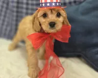 Beau, a male Cavapoo for sale in Galena, MO – 3 of 8