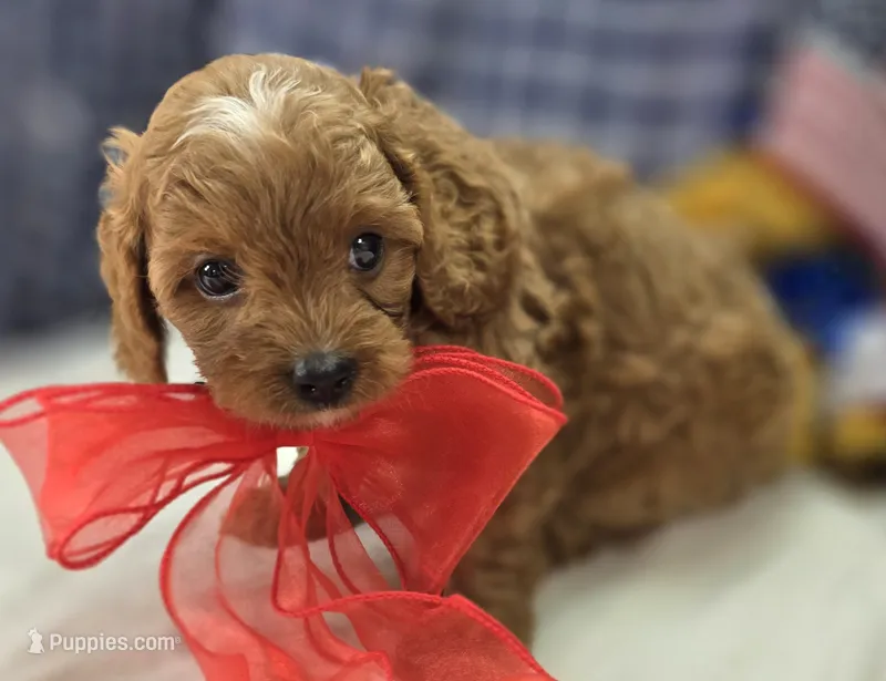 Rollypolly – Cavapoo puppy for sale in Galena, MO