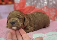 Halo, a female Cockapoo for sale in Galena, MO – Photo 6 of 10
