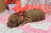 Halo, a female Cockapoo for sale in Galena, MO – Photo 7 of 10