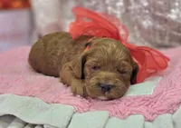 Halo, a female Cockapoo for sale in Galena, MO – Photo 10 of 10