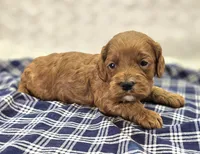 Halo, a female Cockapoo for sale in Galena, MO – Photo 5 of 10