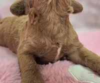 Halo, a female Cockapoo for sale in Galena, MO – Photo 9 of 10