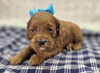 Halo, a female Cockapoo for sale in Galena, MO – Photo 1 of 10