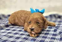 Halo, a female Cockapoo for sale in Galena, MO – Photo 2 of 10