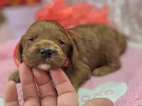 Halo, a female Cockapoo for sale in Galena, MO – Photo 8 of 10