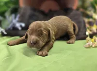 Tulip, a female Cockapoo for sale in Galena, MO – 1 of 6