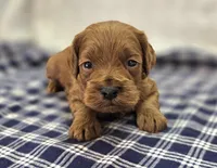 Glaze, a female Cockapoo for sale in Galena, MO – Photo 4 of 10
