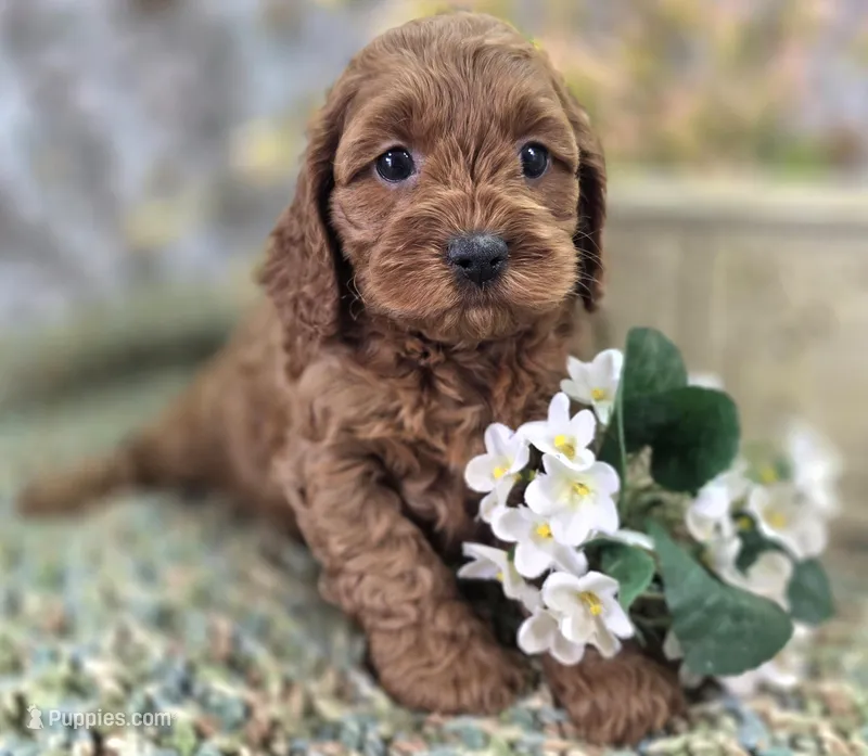Glaze – Cockapoo puppy for sale in Galena, MO