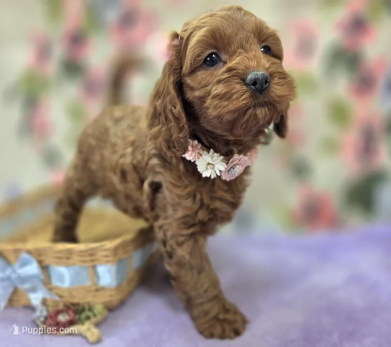 Glaze – Cockapoo puppy for sale in Galena, MO