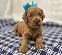 Glaze, a female Cockapoo for sale in Galena, MO – Photo 2 of 10