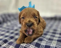 Glaze, a female Cockapoo for sale in Galena, MO – Photo 3 of 10