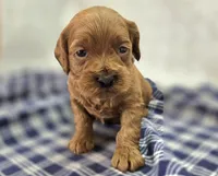 Glaze, a female Cockapoo for sale in Galena, MO – Photo 1 of 10