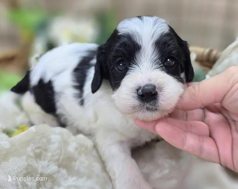 Laramie – Cavapoo puppy for sale in Galena, MO