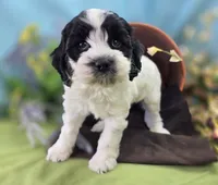 Puddleduck, a male Cockapoo for sale in Galena, MO – 1 of 5