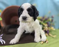 Cottontail, a male Cockapoo for sale in Galena, MO – 5 of 5