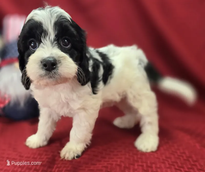Laramie – Cavapoo puppy for sale in Galena, MO
