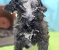 Flopsy, a female Cockapoo for sale in Galena, MO – 2 of 6