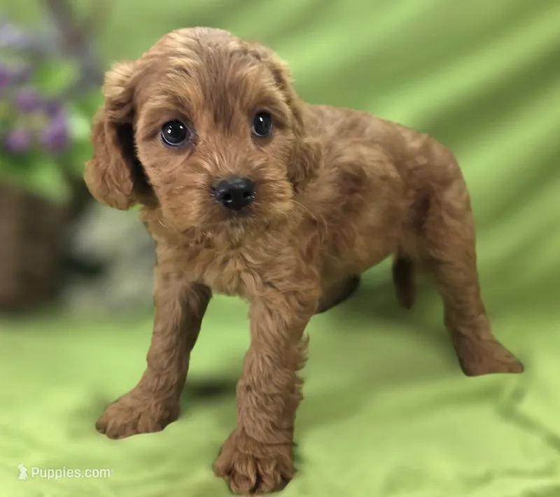 Paris – Cockapoo puppy for sale in Galena, MO