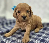 Onyx, a male Cavapoo for sale in Galena, MO – Photo 3 of 10