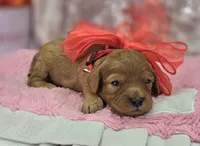 Onyx, a male Cavapoo for sale in Galena, MO – Photo 9 of 10